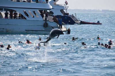 Delfinernas Hus Delfinernas Hus